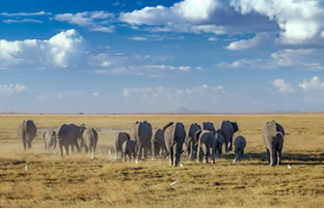 6 Days Amboseli L