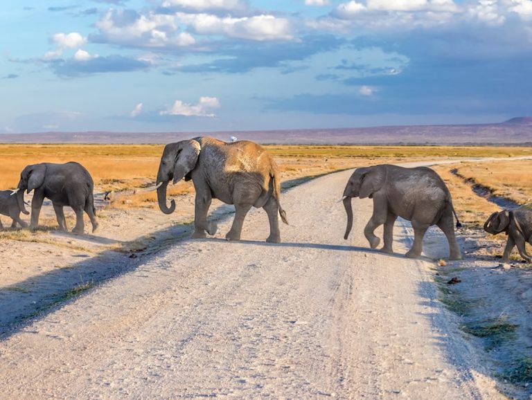 4 Days Kenya Safari - Amboseli National Park and Masai Mara Nationa_1