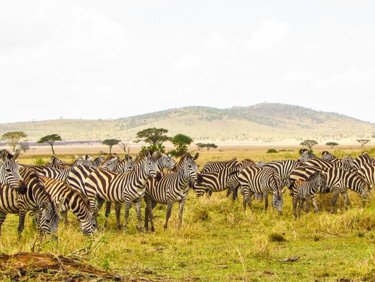 4 Days Kenya Safari - Masai Mara and Lake Nakuru_2